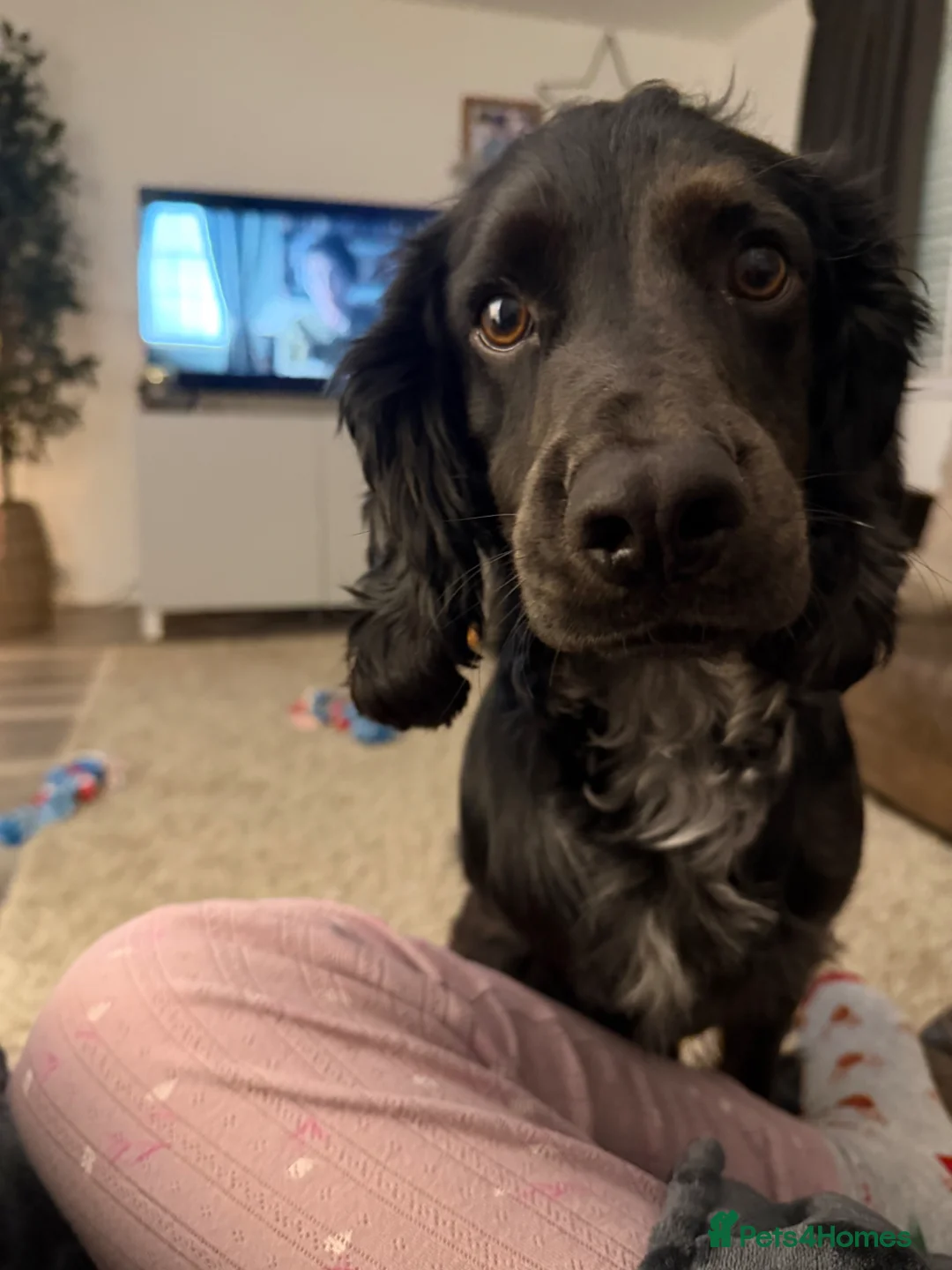 Cocker Spaniel dogs for stud: Smudge  in Shildon - Advert 1