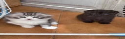Mixed Breed cats for sale: Mixed kittens - Advert 9