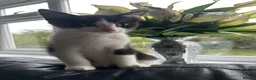 Ragdoll cats for sale: One Tabby and a Ragdoll  - Advert 11