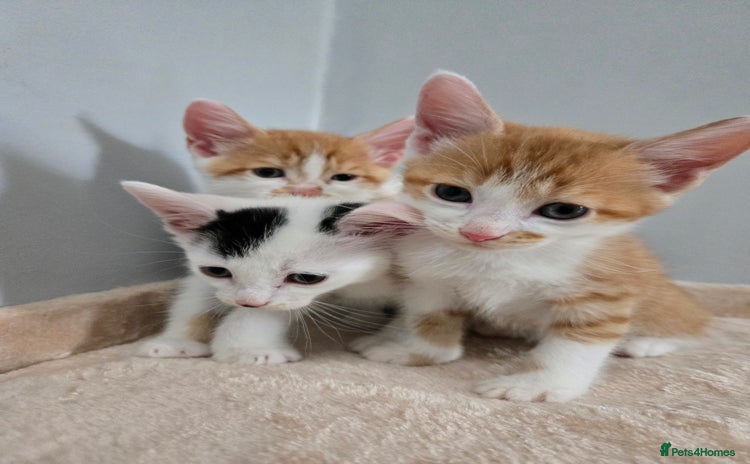 Mixed Breed cats - Advert 6