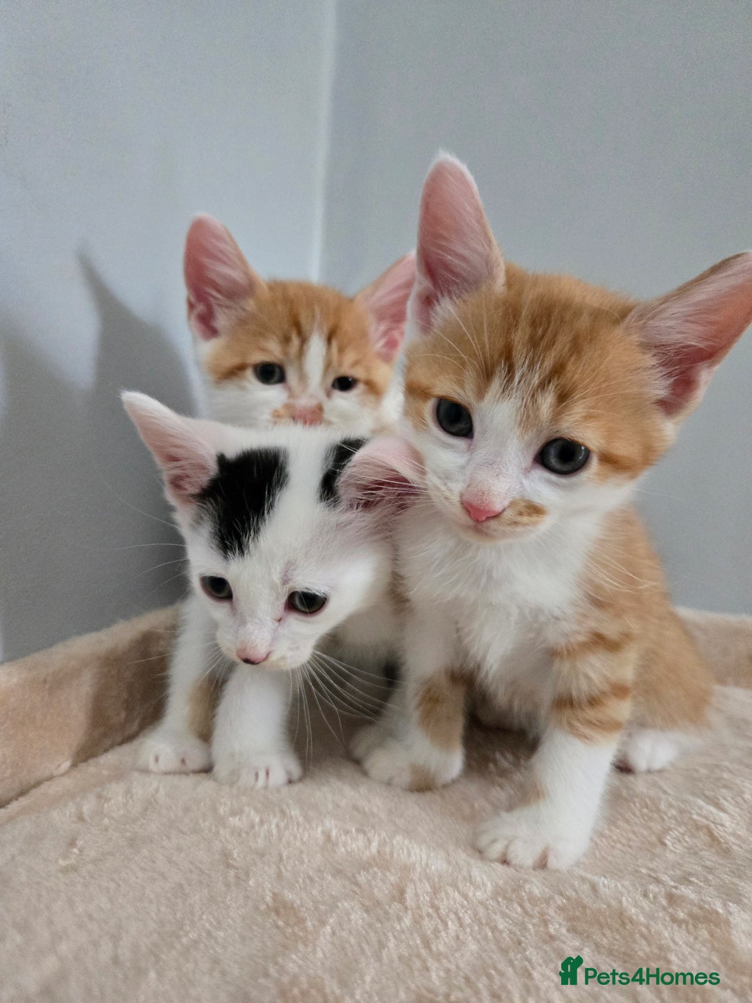 Mixed Breed cats for sale: 5 Kittens LEFT! Friendly and Lovable - Image 1