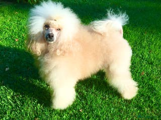 Toy Poodle dogs Champion Line KC Apricot Toy Poodle Stud in Ringwood - Advert 10