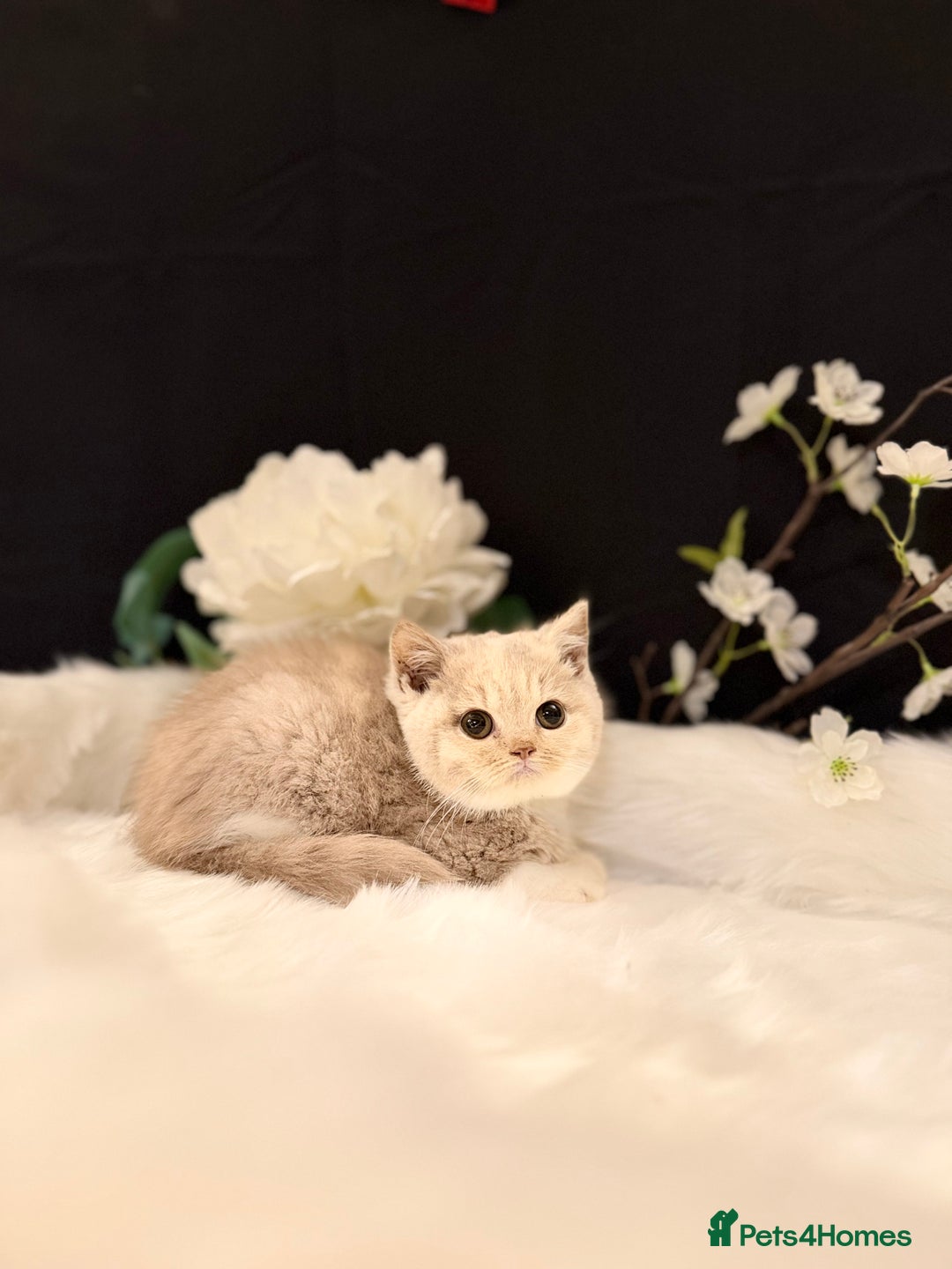 British Shorthair cats for sale: Full Pedigree Registered BSH - Advert 28