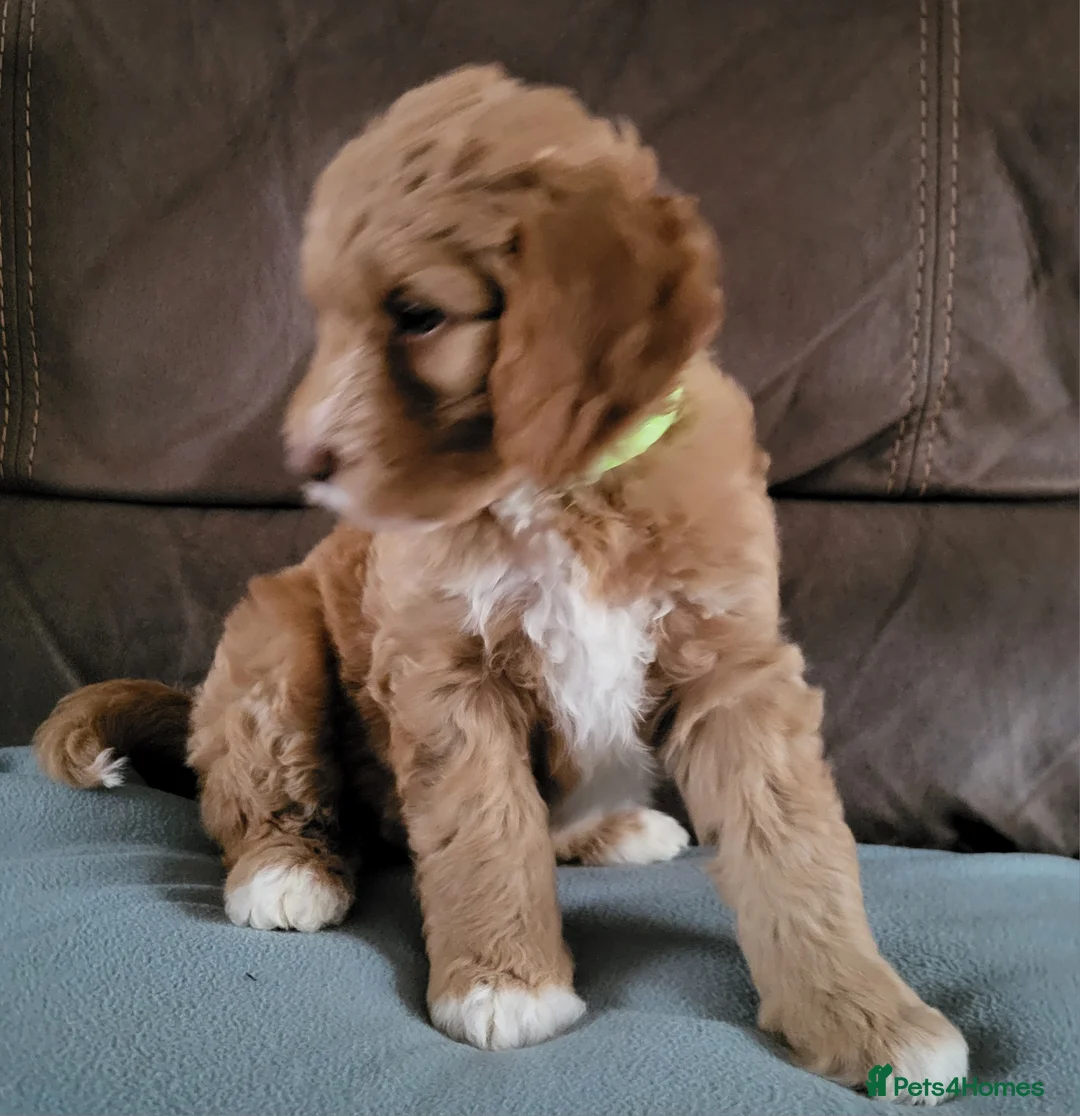 Goldendoodle dogs for sale: Goldendoodle-ONLY THIS BEAUTY LEFT  - Advert 8