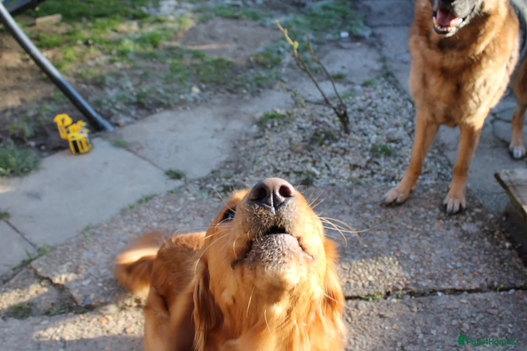Golden Retriever dogs for stud: KC registered Golden retriever for stud - Advert 3
