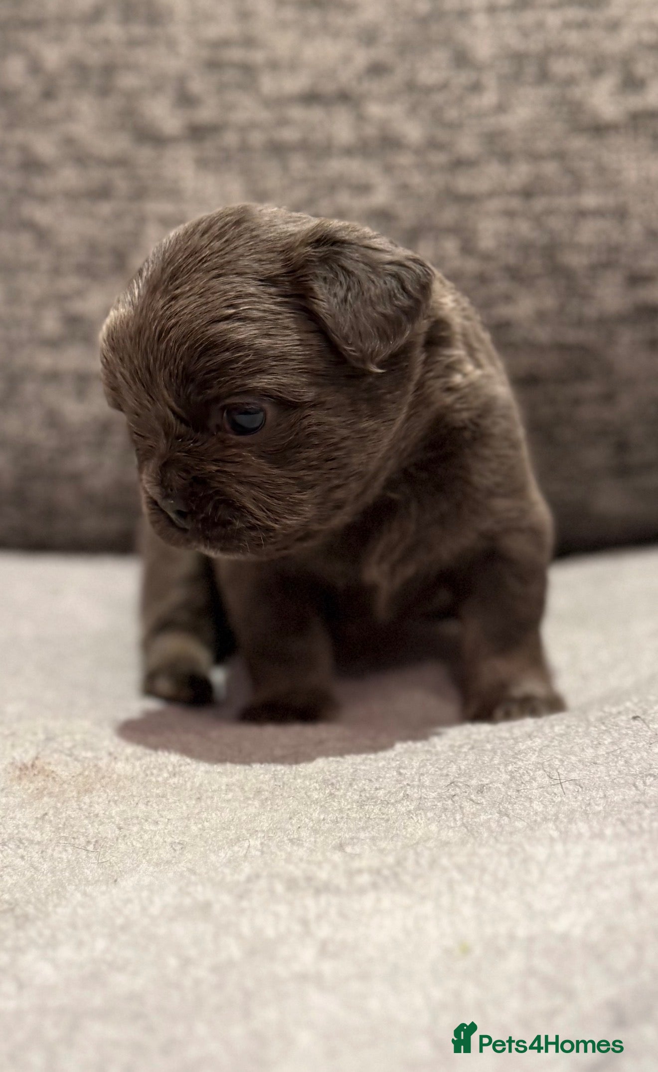 French Bulldog dogs 5 Full Fluffy French Bulldogs Puppies  - Advert 2