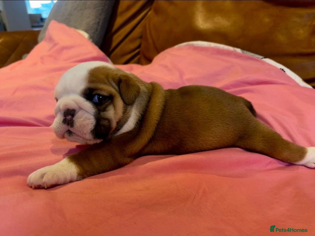 English Bulldog dogs for sale: Stunning Red & White English Bulldog Puppies - Advert 6