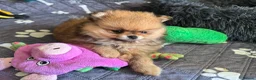 Pomeranian dogs for sale: KC Reg Pomeranian Girl puppy available  - Advert 11