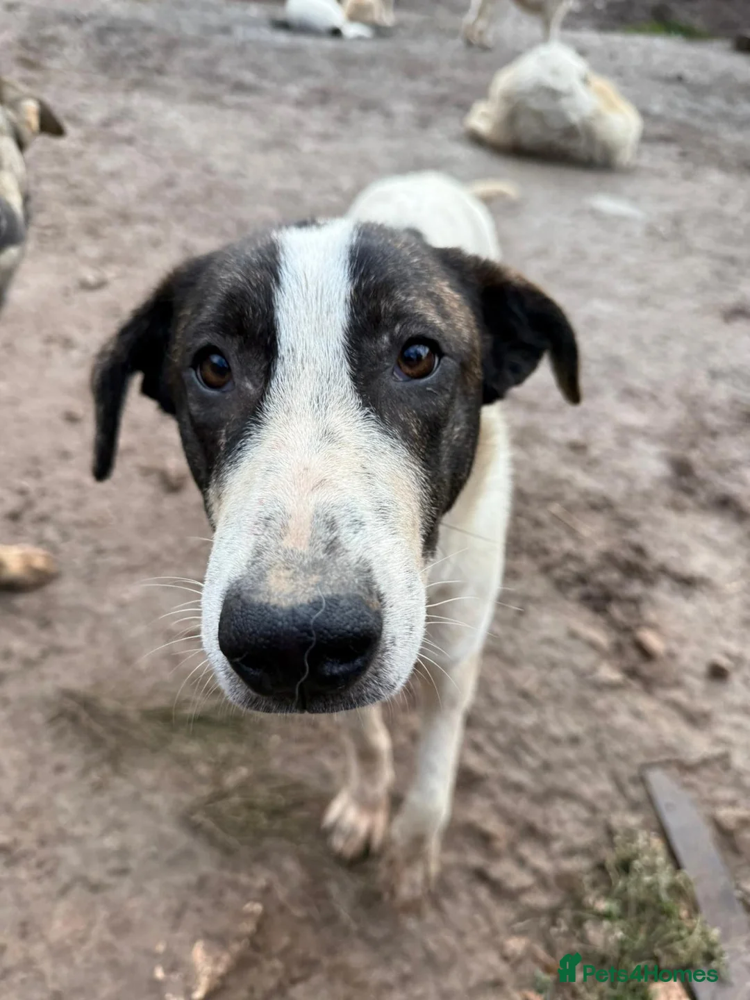 Mixed Breed dogs for adoption: MJ is looking for a family  - Advert 5