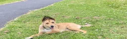Australian Kelpie dogs for sale: Australian kelpie pups  in Swansea - Advert 1
