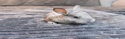 Mixed Breed rabbits for sale: Baby rabbits  - Advert 4