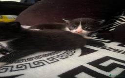 Mixed Breed cats for sale: Toxido kittens  - Image 29
