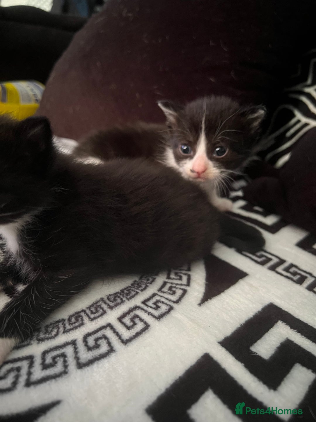 Mixed Breed cats for sale: Toxido kittens  - Image 29