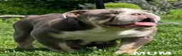 English Bulldog dogs for sale: Premium KC Registered English Bulldog Puppies   - Advert 5