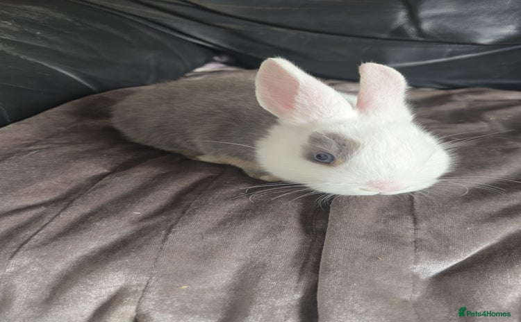 Dutch rabbits 7 rabbits looking for their forever homes - Advert 1