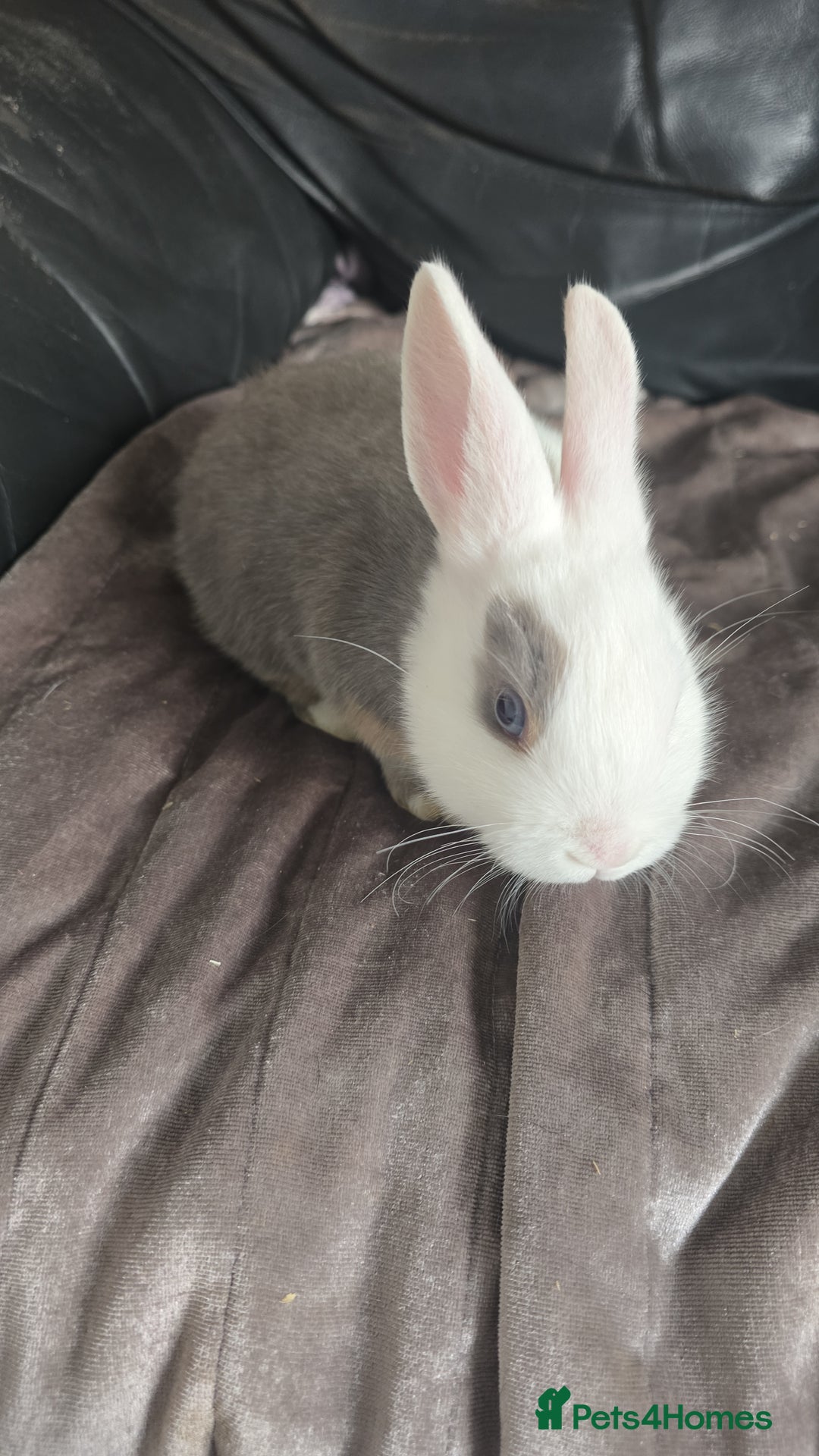 Dutch rabbits for sale: 7 rabbits looking for their forever homes - Advert 1