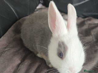 Dutch rabbits 7 rabbits looking for their forever homes - Advert 1