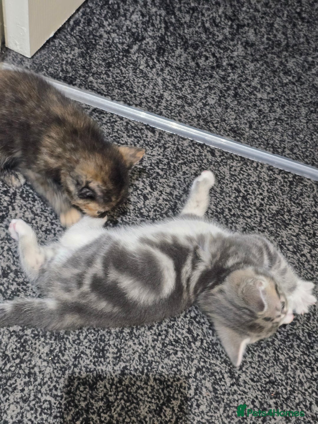 British Shorthair cats for sale: 🐱Four  Sisters Looking for Their Forever Homes!  - Image 12