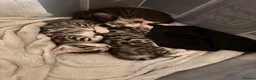 Bengal cats for sale: Bengal kittens  in Llanelli - Advert 7