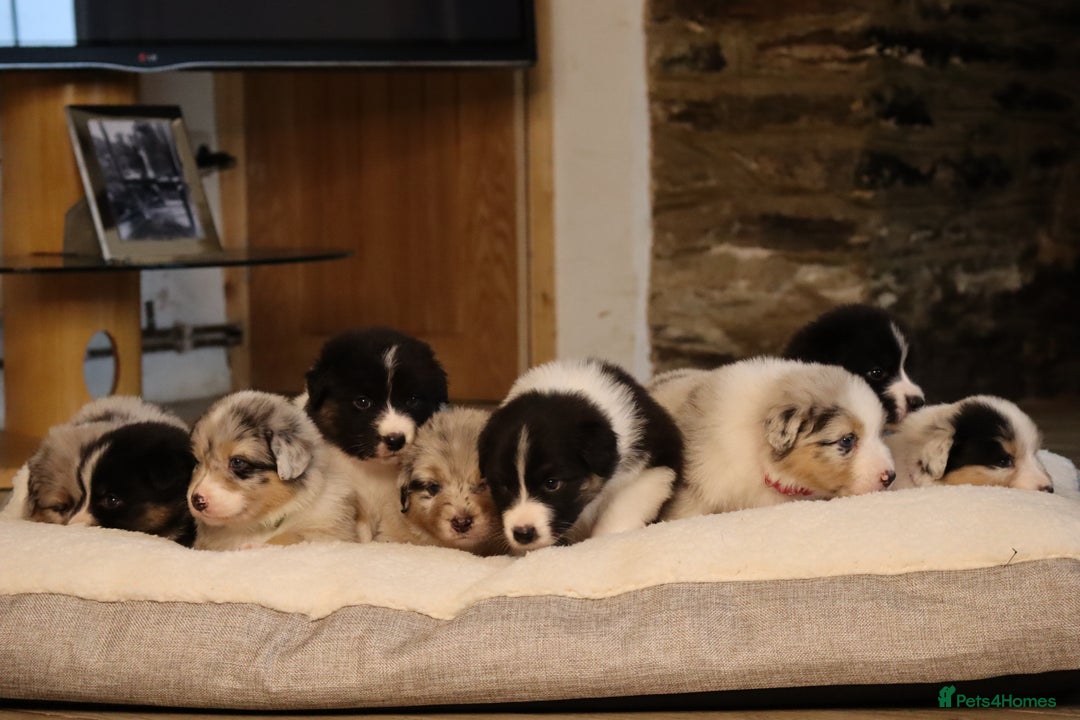 Australian Shepherd dogs for sale: Australian Shepherd Puppies  - Image 29