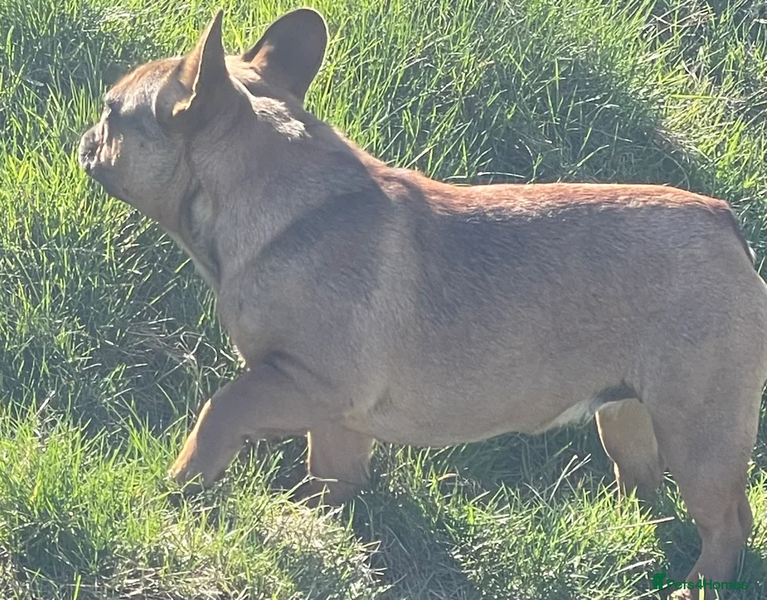 French Bulldog dogs for sale: KC HEALTH TESTED FRENCH BULLDOGS SPAYED GIRLS  - Advert 10