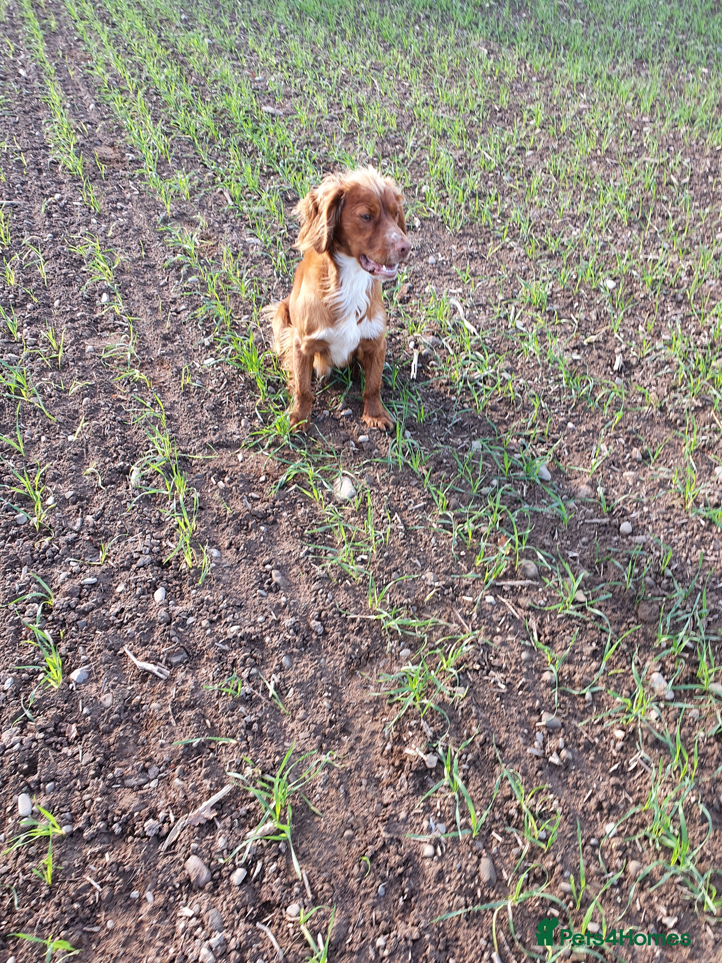 Cocker Spaniel dogs HEALTH TESTED KC WORKING COCKER SPANIEL STUD in Wolverhampton - Advert 2