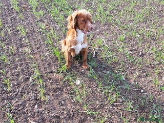 Cocker Spaniel dogs in Wolverhampton - Advert 32