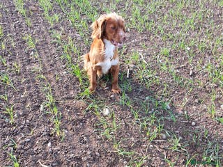 Cocker Spaniel dogs HEALTH TESTED KC WORKING COCKER SPANIEL STUD in Wolverhampton - Advert 22