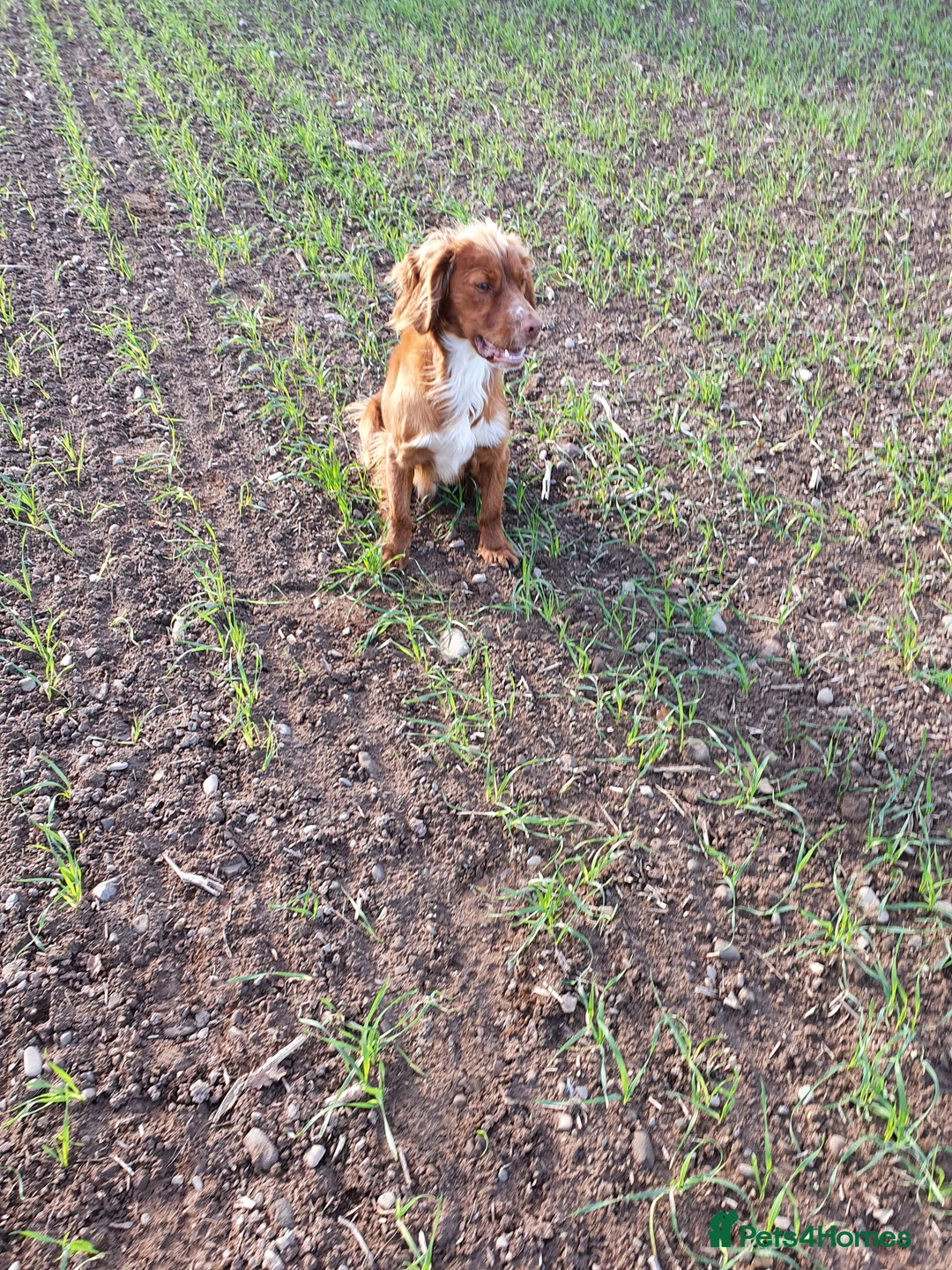 Cocker Spaniel dogs for stud: HEALTH TESTED KC WORKING COCKER SPANIEL STUD in Wolverhampton - Advert 1