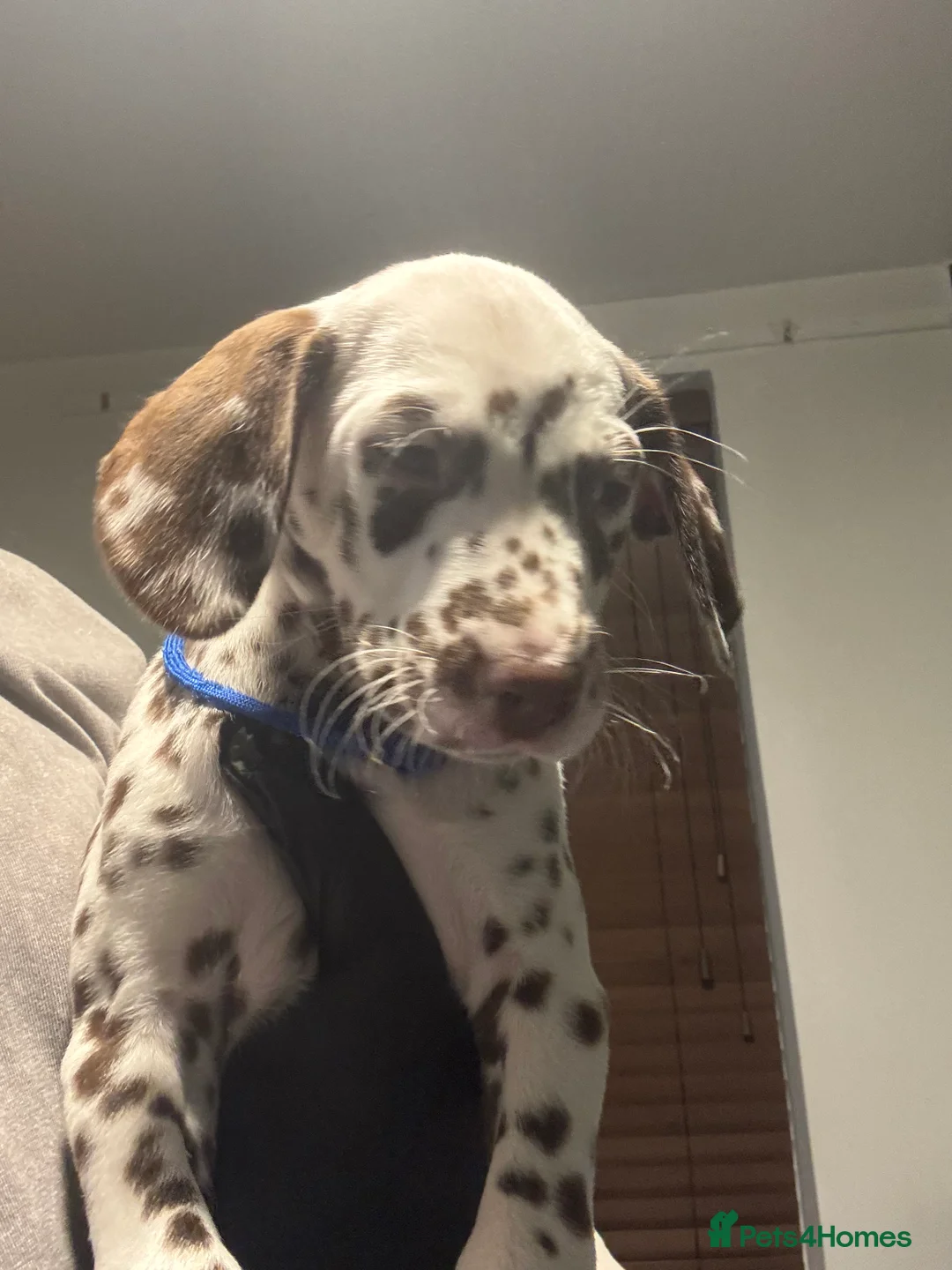 Dalmatian dogs for sale: 1 Boy Left!!! (KC Registered dalmatian pups)!!) - Advert 27