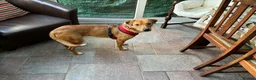Mixed Breed dogs for adoption: Caesar for adoption in Leighton Buzzard - Advert 3