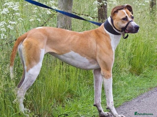 Mixed Breed dogs in Halifax - Advert 16