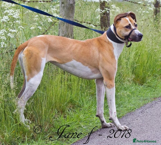 Mixed Breed dogs AURORA, beautiful mixed breed in rescue in Halifax - Advert 11