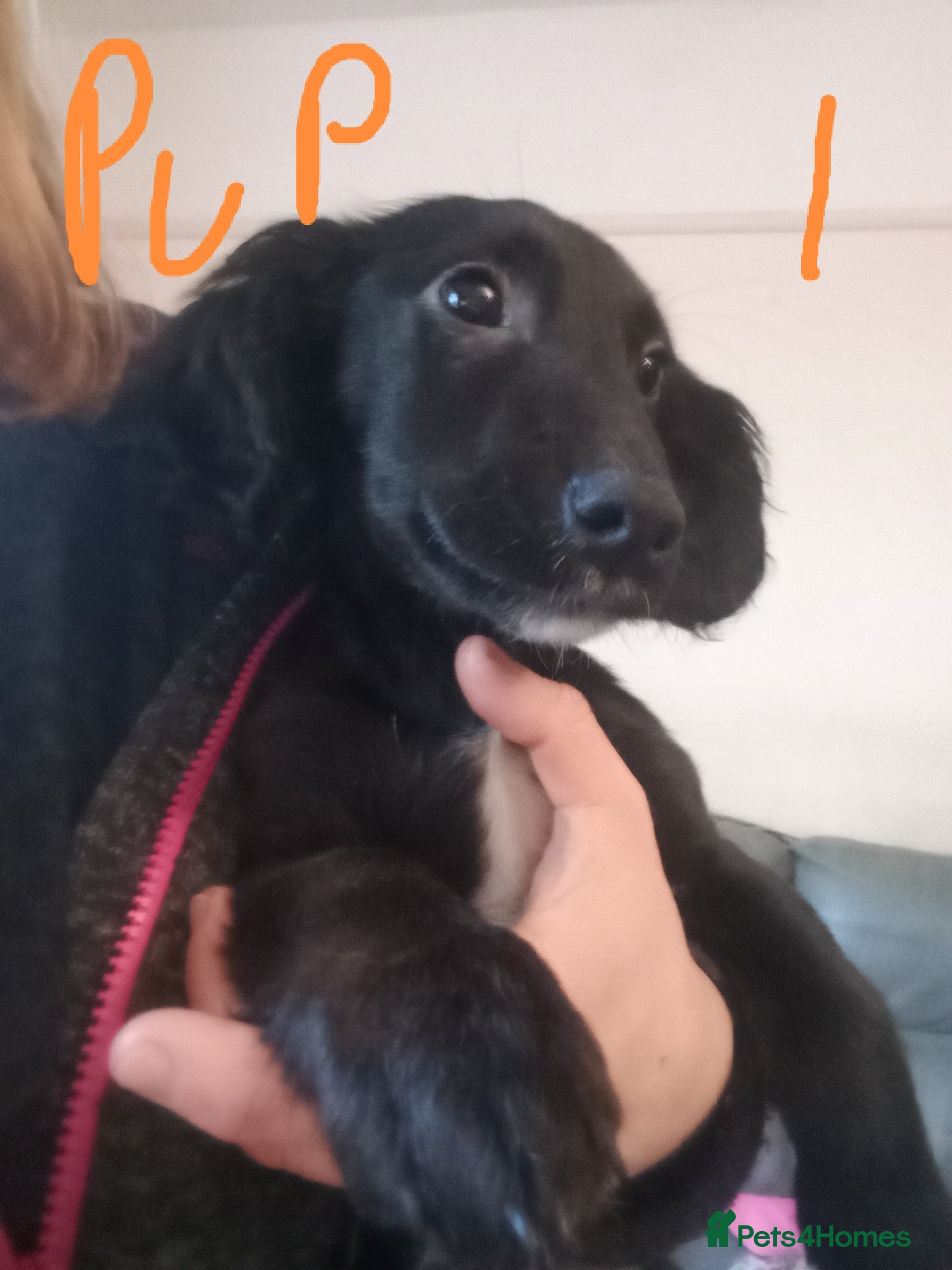 Mixed Breed dogs  Cockapoo x Jack Russell X2 left DNA clr Mum - Advert 18