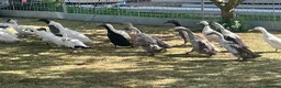 Ducks poultry for sale: Indian runner ducks - Advert 4