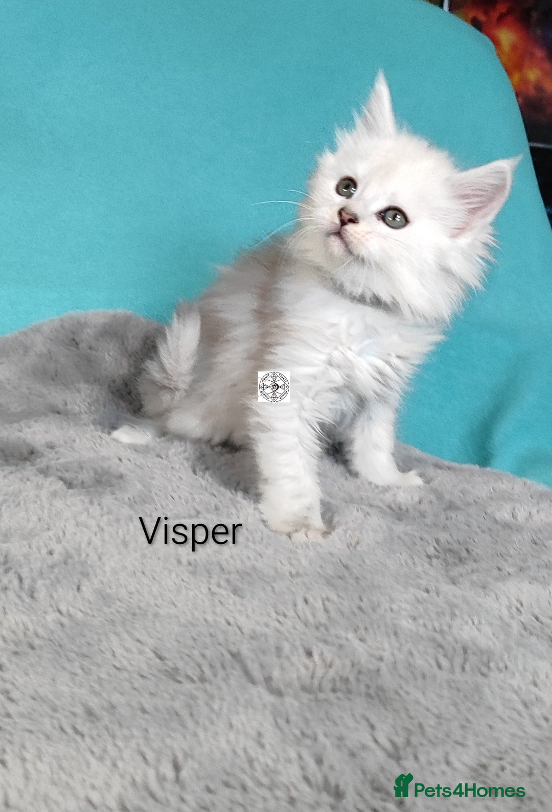 Maine Coon cats for sale: Unique beautiful kittens  - Advert 5