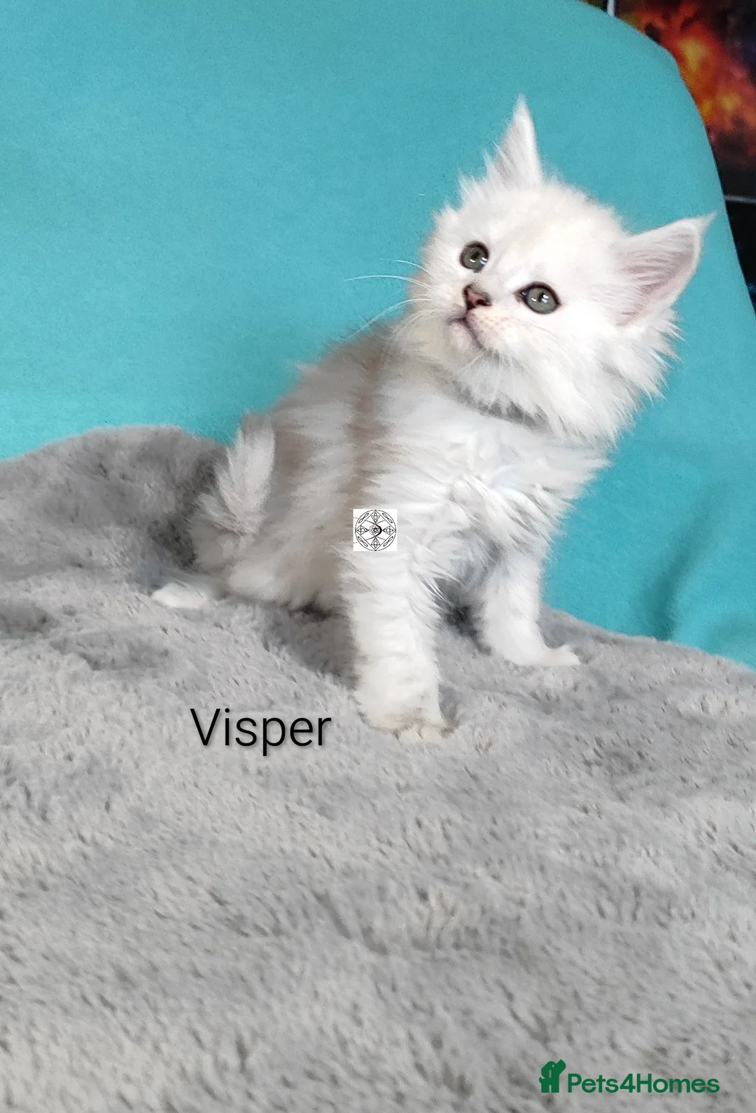 Maine Coon cats for sale: One boy & one girl left ‼️ ONLY PET ‼️ - Advert 16