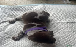 German Shorthaired Pointer dogs for sale: GSP puppies for sale - Image 9