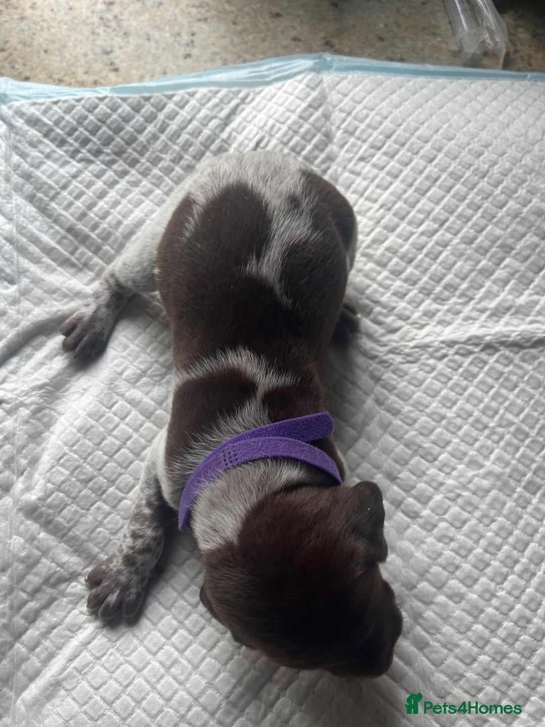 German Shorthaired Pointer dogs for sale: GSP puppies for sale - Image 9
