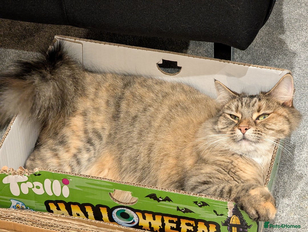 Mixed Breed cats for sale: Ayva-Loving cat look for a new home - Advert 4