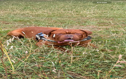 Dogue De Bordeaux dogs for stud: **STUNNING YOUNG STUD** in Nottingham - Image 3