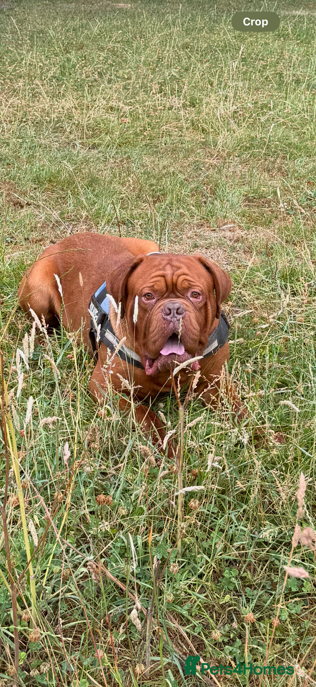 Dogue De Bordeaux dogs for stud: **STUNNING YOUNG STUD** in Nottingham - Image 3