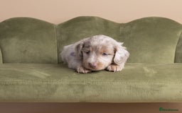 Miniature Dachshund dogs for sale: Miniature ( kaninchen) Long-Haired Dachshund  - Image 9