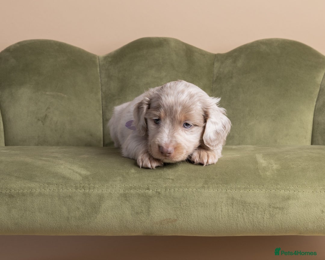 Miniature Dachshund dogs for sale: Miniature ( kaninchen) Long-Haired Dachshund  - Image 9