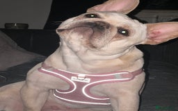 French Bulldog dogs for sale: French bulldog - Image 16