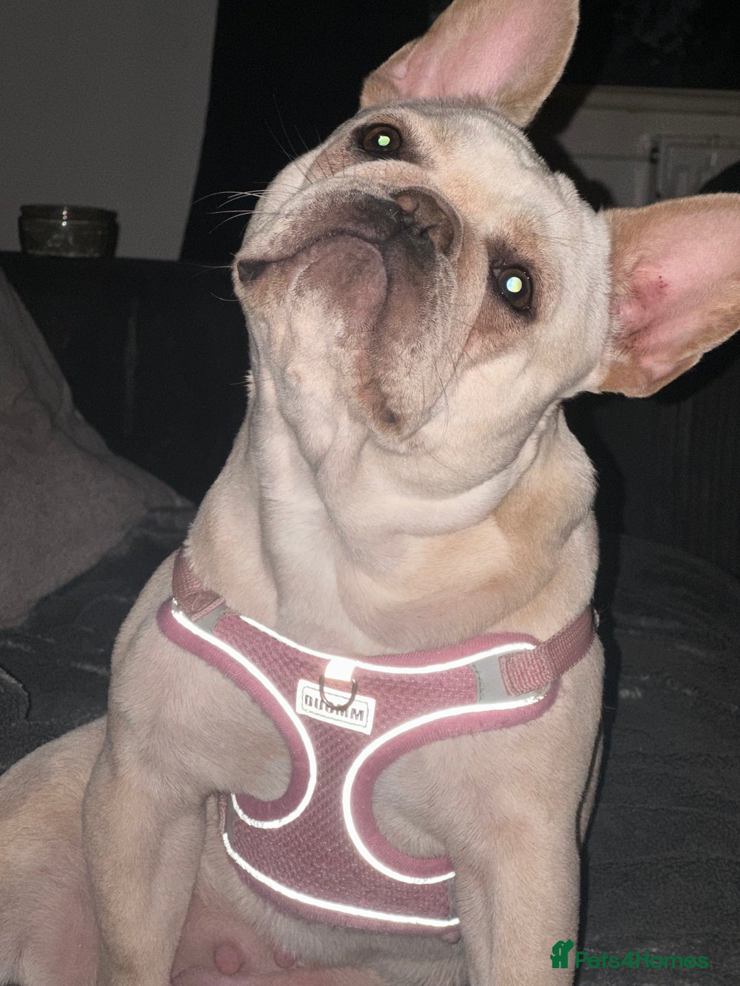 French Bulldog dogs for sale: French bulldog - Image 16