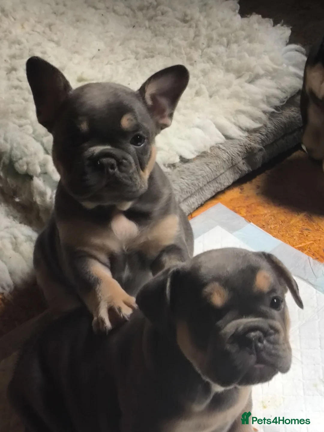 Mixed Breed dogs for sale: French bulldog x English bulldog  in Malton - Advert 1
