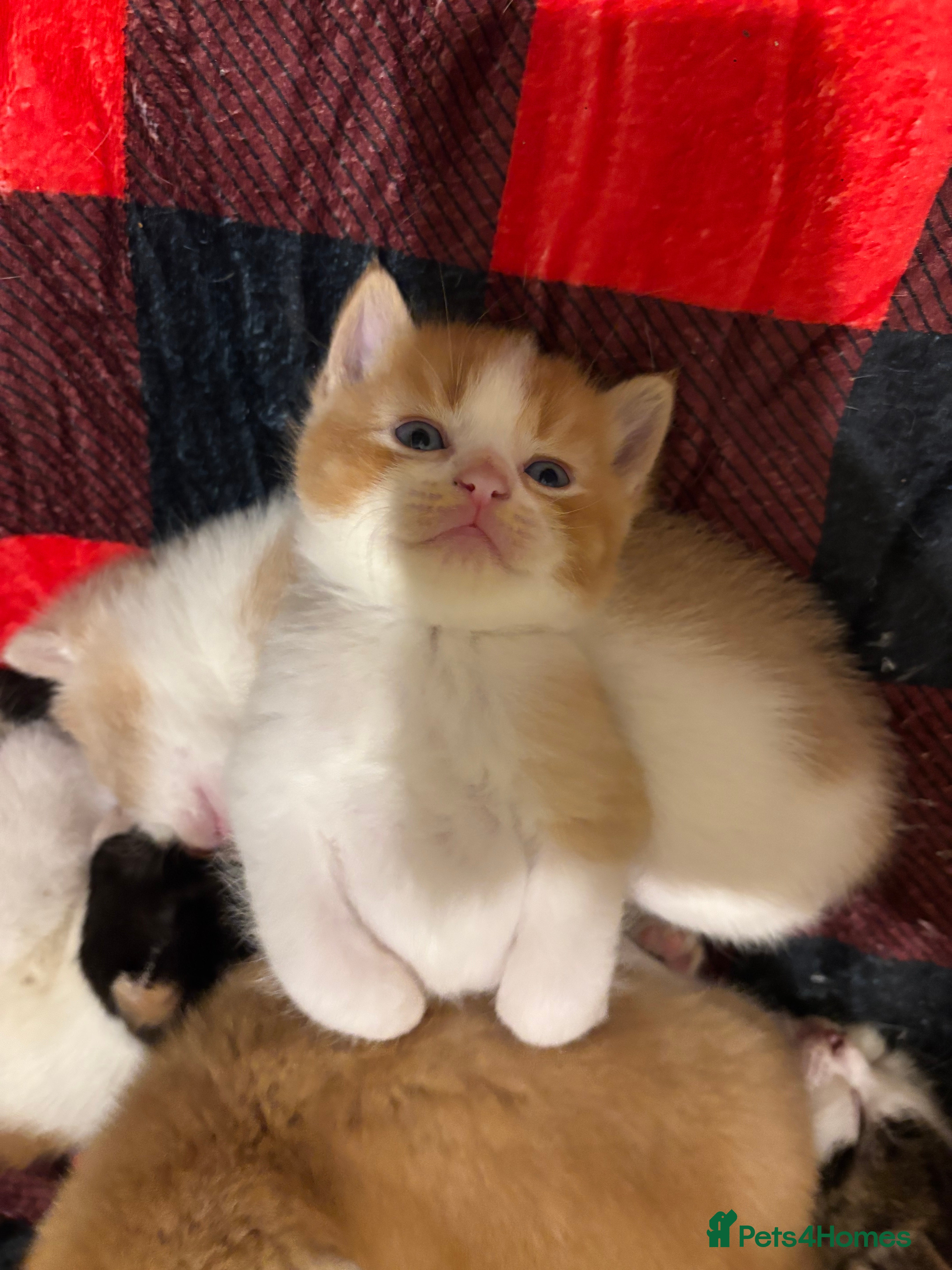 British Shorthair cats for sale: 3 half british shorthair boys - Advert 7