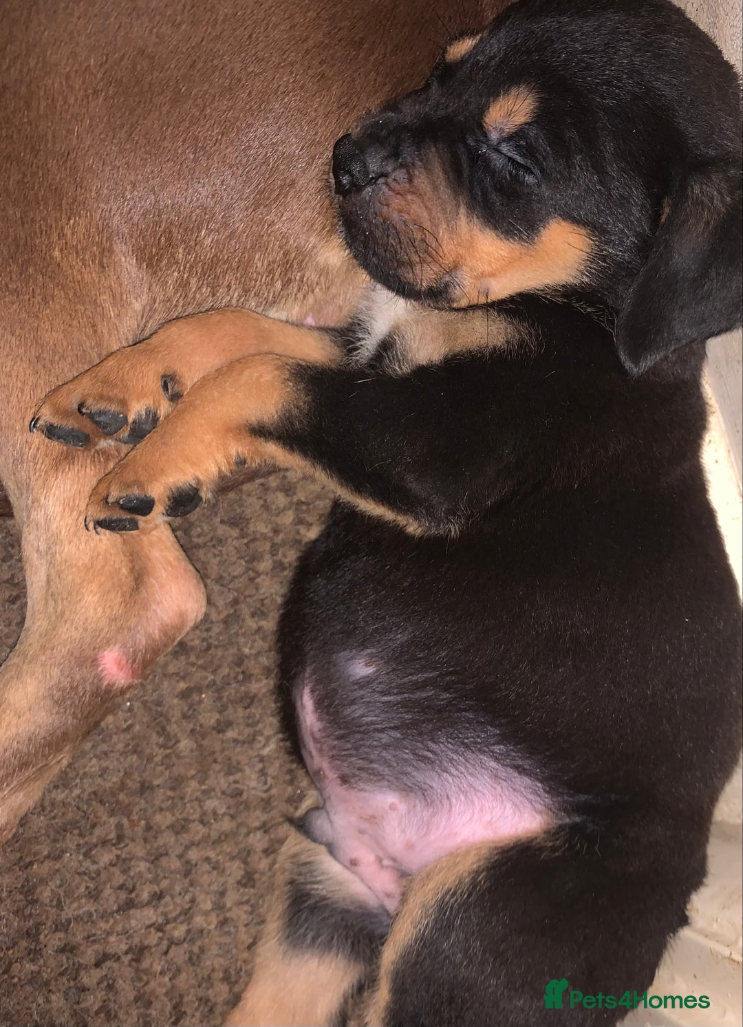 Mixed Breed dogs for sale: 4 stunning boys and 5 even more stunning girls - Advert 13