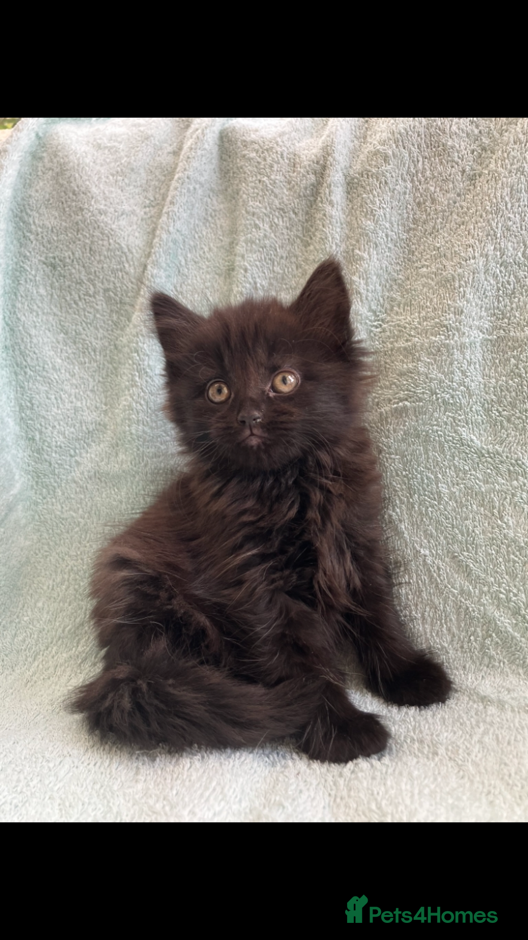 Mixed Breed cats for sale: Beautiful very fluffy kittens ready - Advert 3